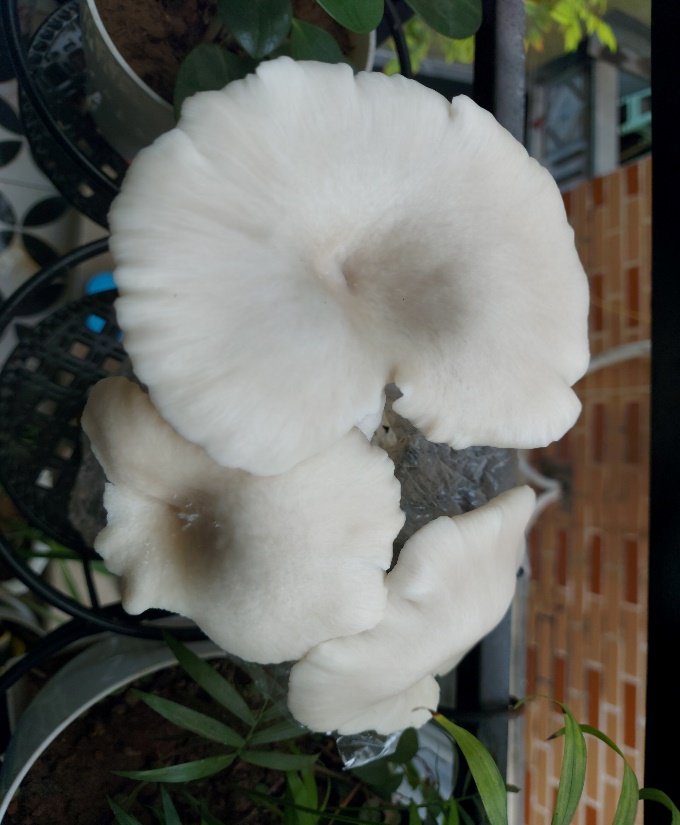 A picture containing indoor, plant

Description automatically generated