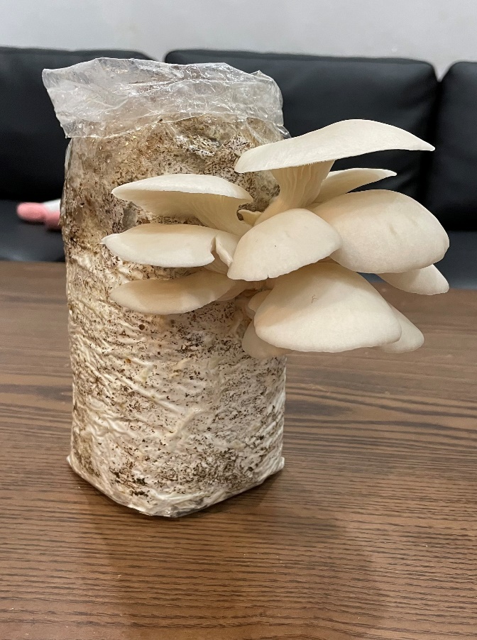 A picture containing indoor

Description automatically generated