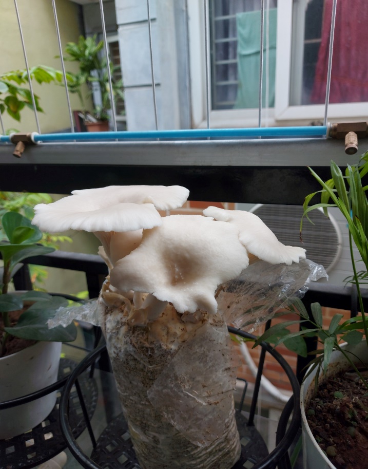 A picture containing indoor, meal

Description automatically generated